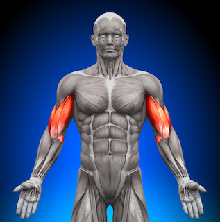 Muscle Model at Physio Hub