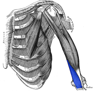 Brachialis