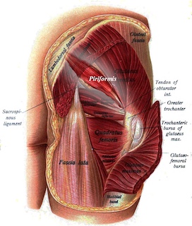 Piriformis