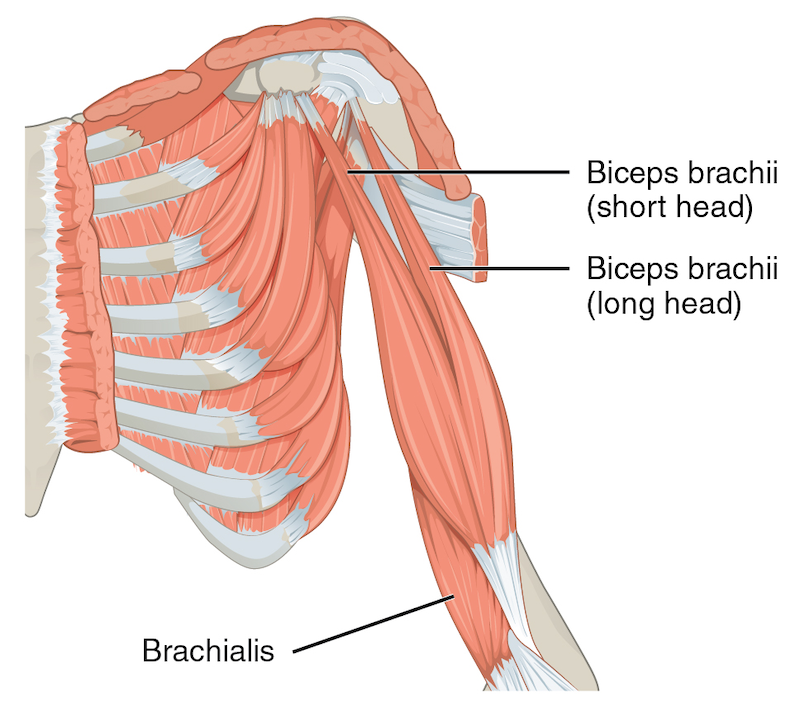 1120_Muscles_that_Move_the_Forearm_Humerus_Flex_Sin Single-Leg Control