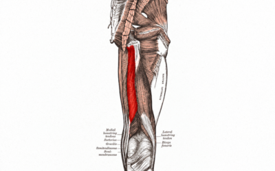 Semitendinosus
