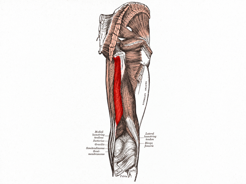Semitendinosus