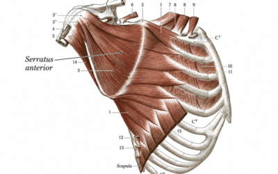 Serratus Anterior
