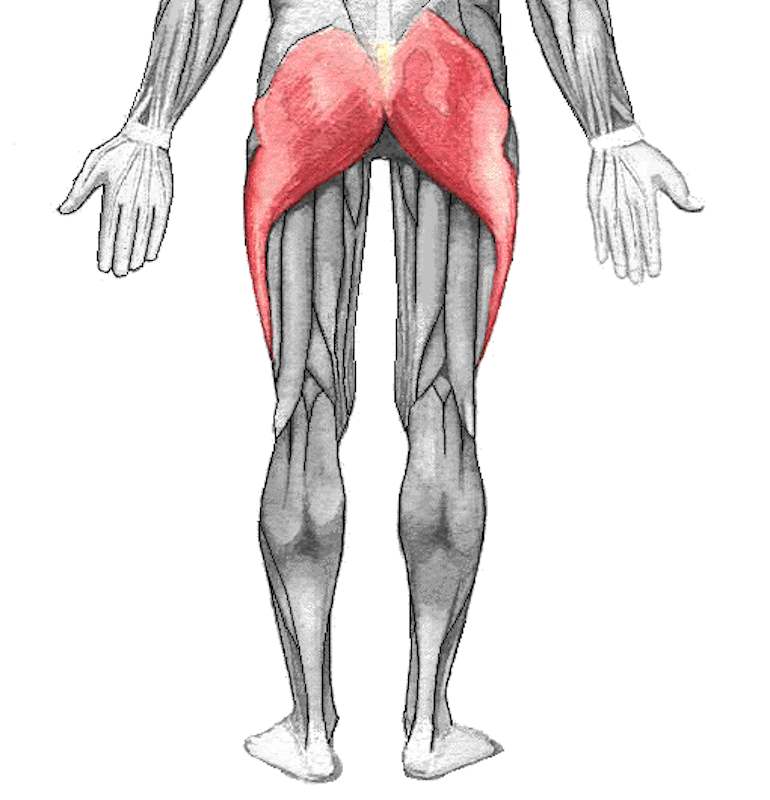 Gluteus_maximus Single-Leg Control