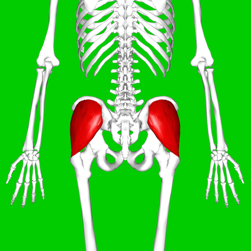 Gluteus_medius_muscle08 Single-Leg Control