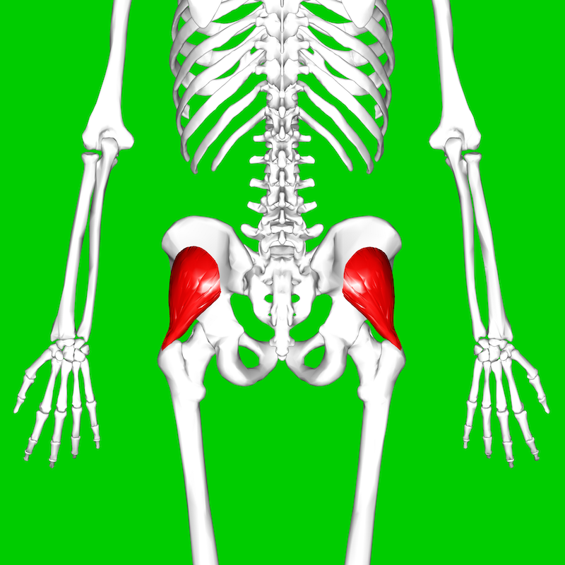 Gluteus_minimus_muscle07 Single-Leg Control