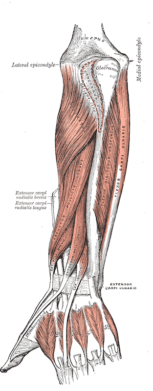Gray419 Single-Leg Control