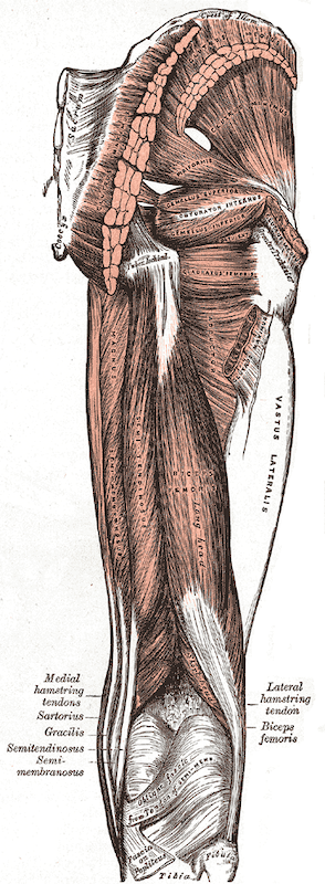 Gray434 Single-Leg Control