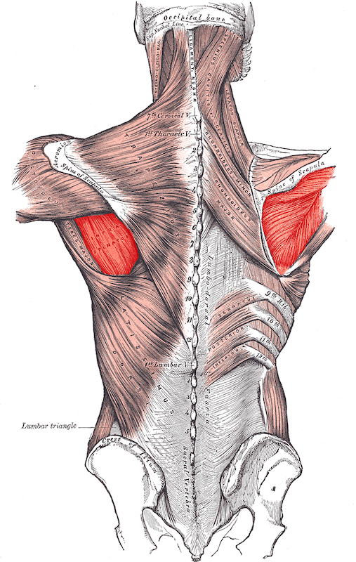 Infraspinatus Single-Leg Control