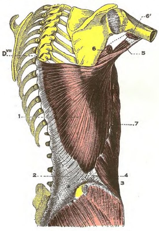 Latissimus Single-Leg Control