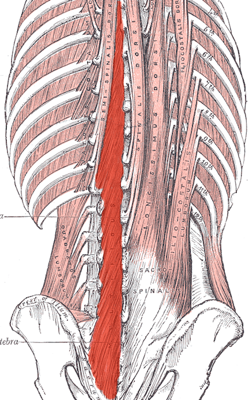 Multifidi Single-Leg Control