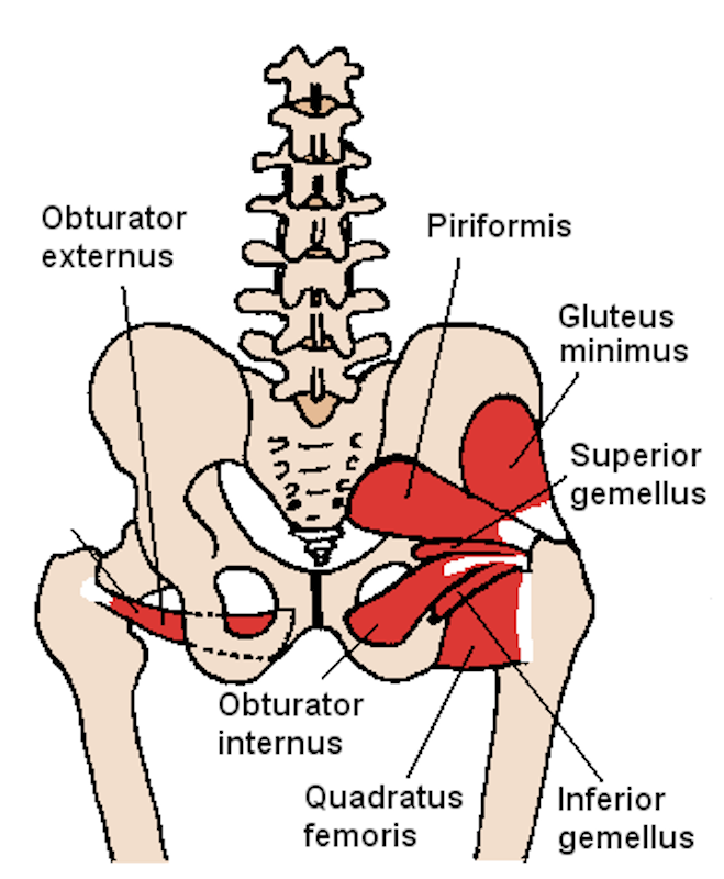 Posterior_Hip_Muscles_1 Single-Leg Control