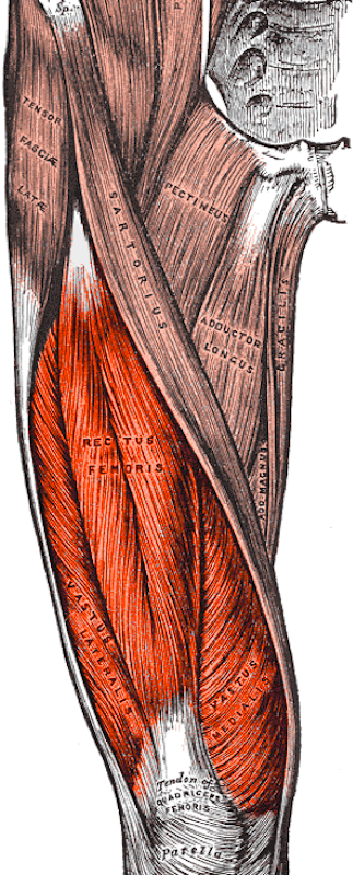 Quadriceps Single-Leg Control