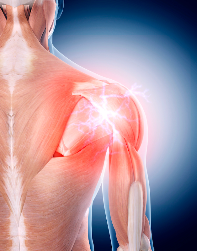Shoulder Capsule Shoulder Capsule