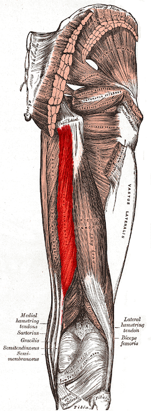 Semitendinosus_muscle Single-Leg Control