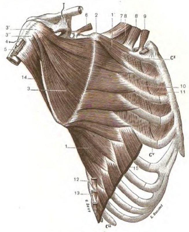 SerratusMagnus Single-Leg Control