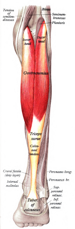 Sobo_1909_303_-_Gastrocnemius_muscle Single-Leg Control