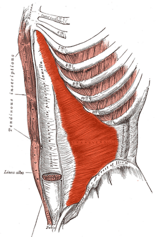 Transversus_abdominis Single-Leg Control