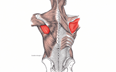Infraspinatus