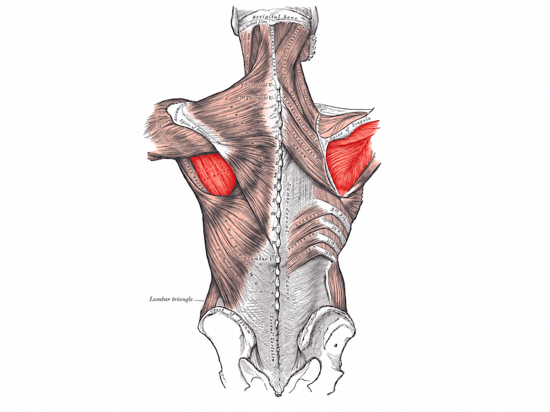 Infraspinatus