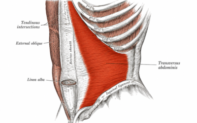 Transversus Abdominis