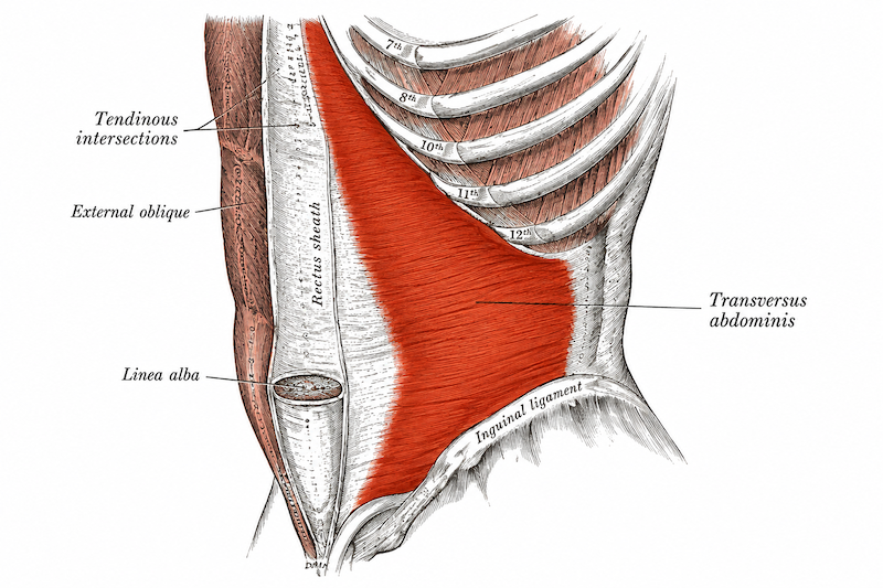 Transversus Abdominis