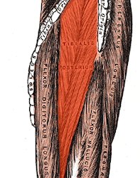 Tibialis Posterior