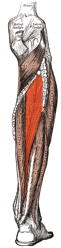 Tibialis Posterior Tibialis Posterior