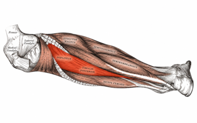 Tibialis Posterior